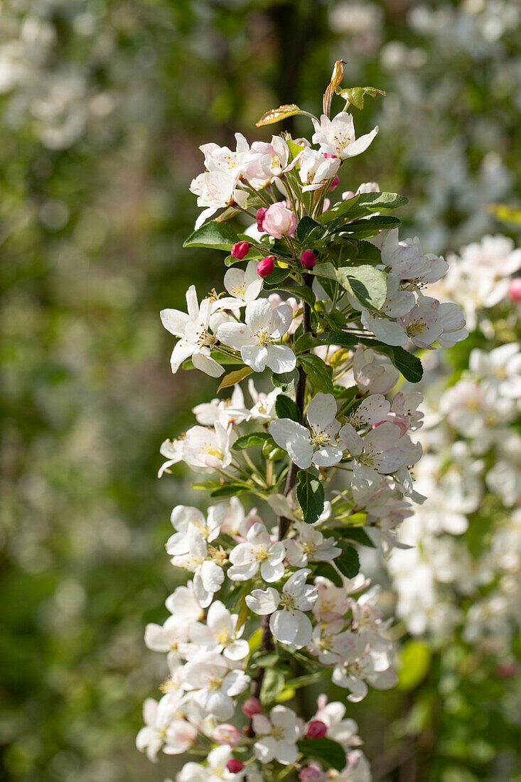 Malus 'Beverly'