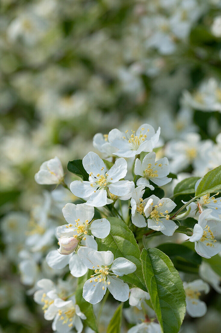 Malus 'Red Jewel