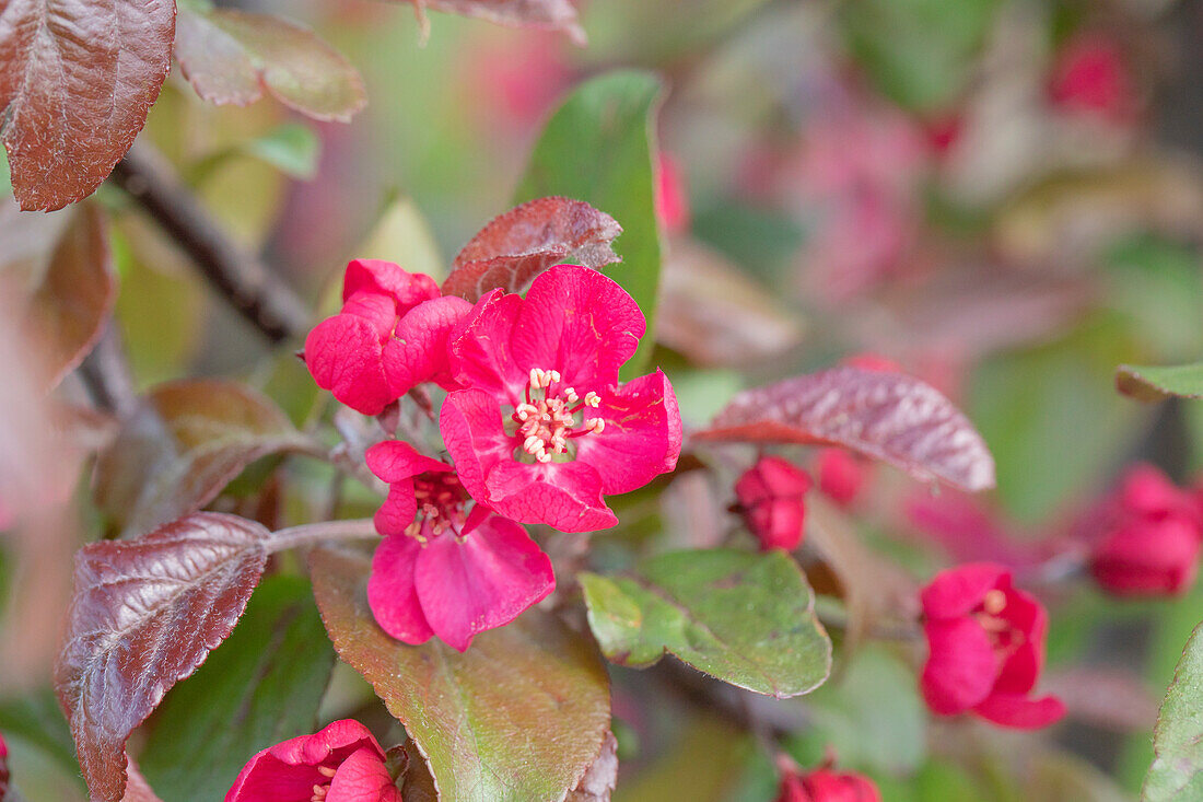 Malus 'Scarlet'