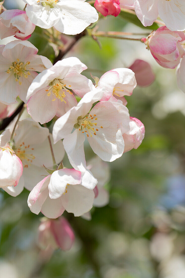 Malus 'Evereste'®