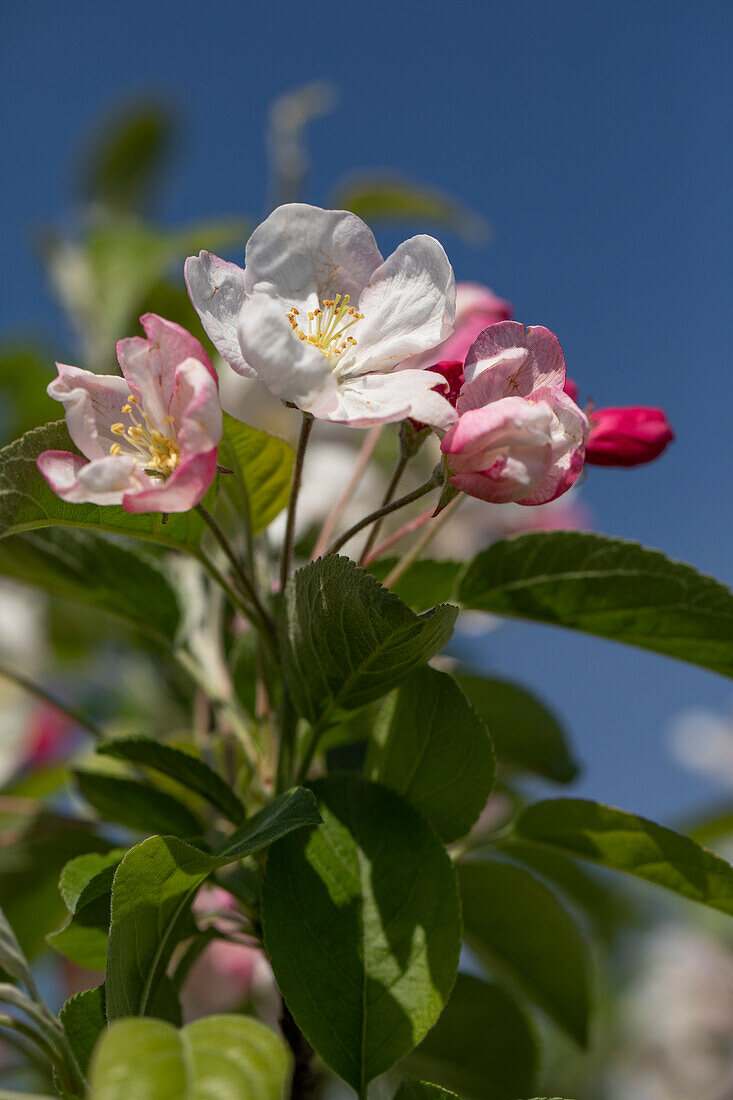 Malus 'Evereste'®