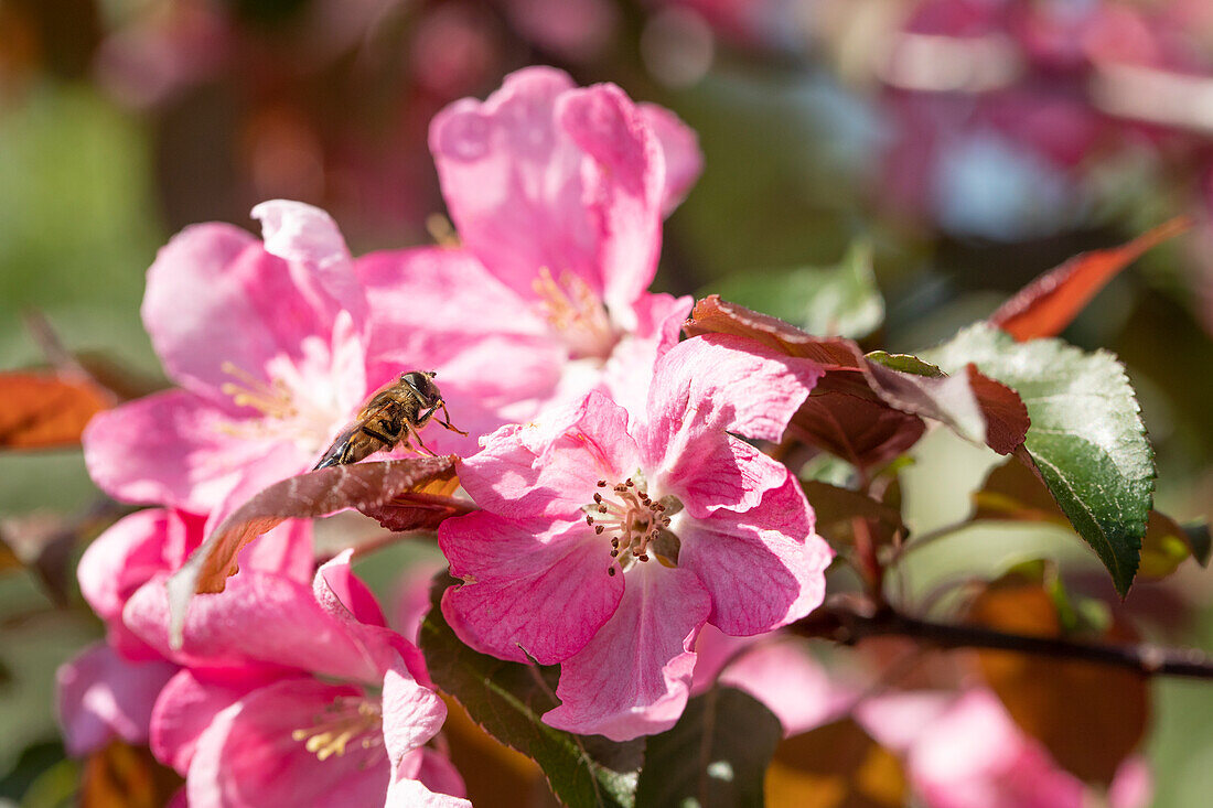 Malus 'Rudolph' with insect