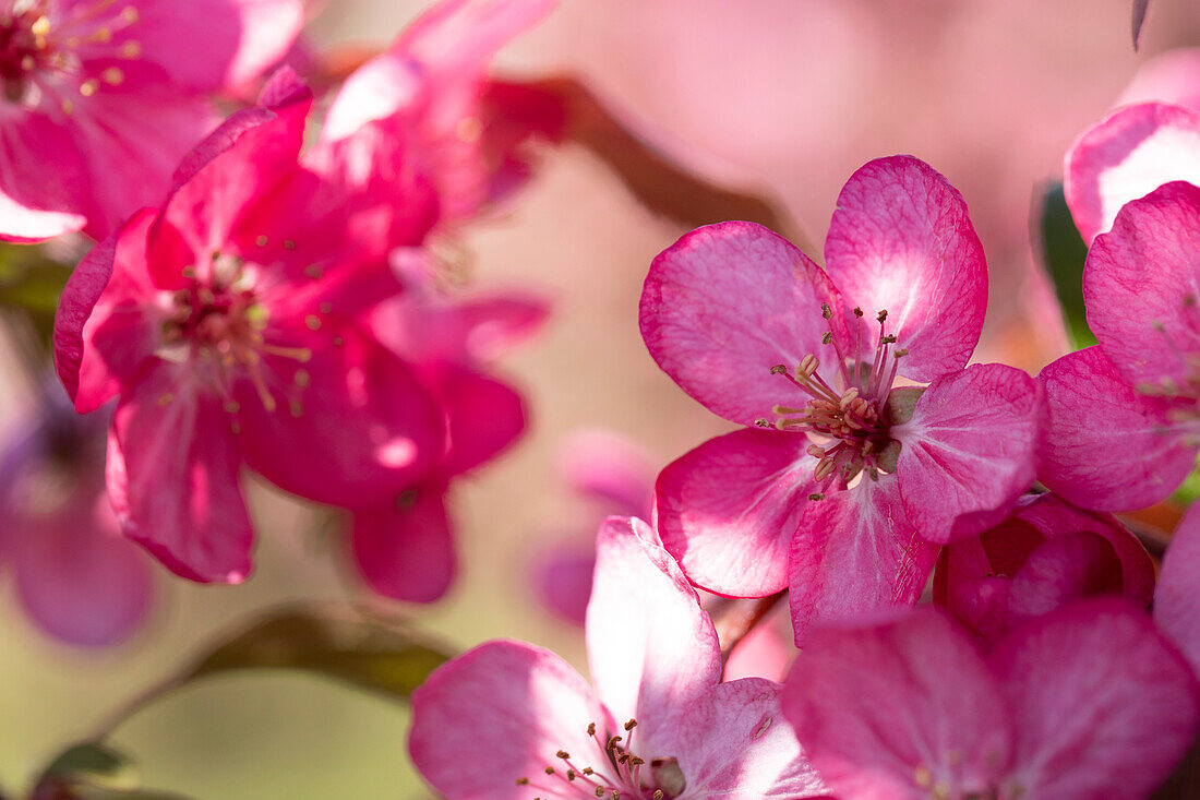 Malus 'Coccinella'®