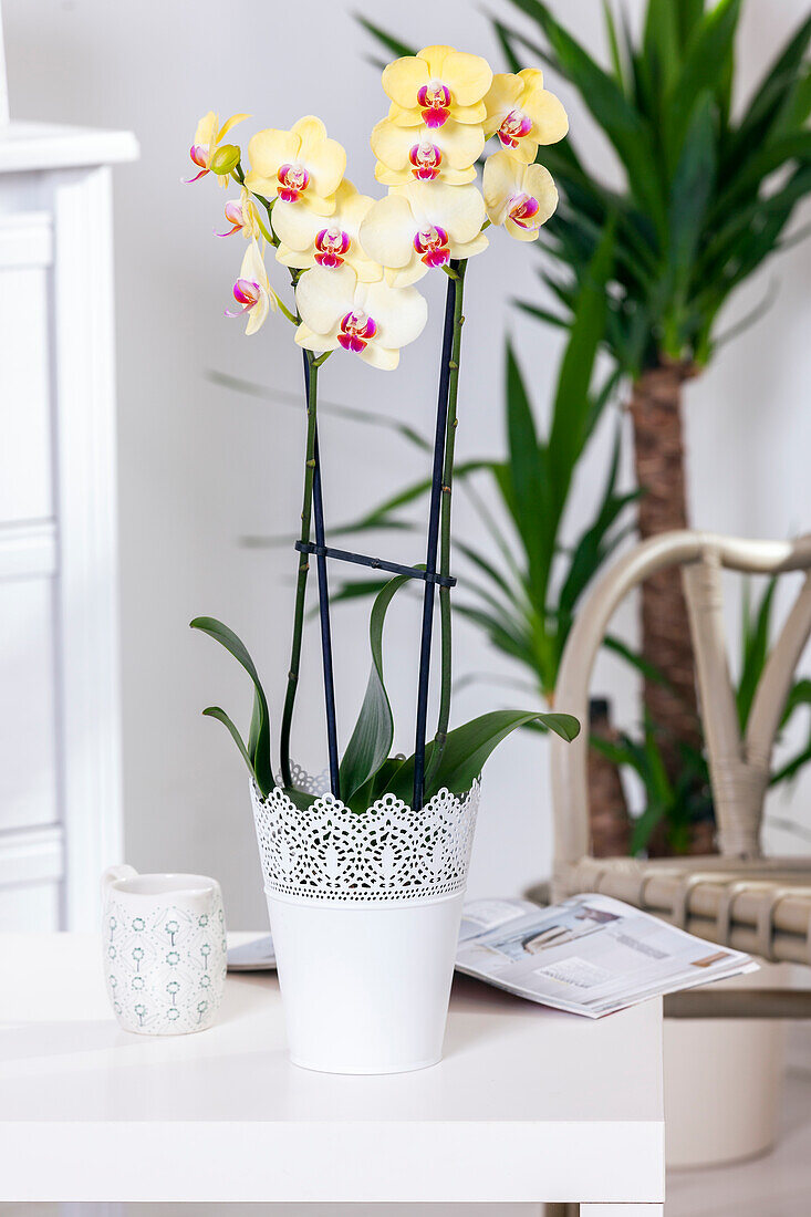 Phalaenopsis 'Miraflore'.