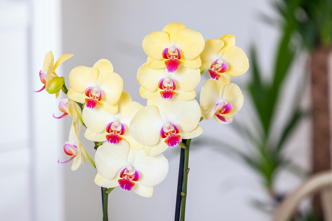 Phalaenopsis 'Miraflore'