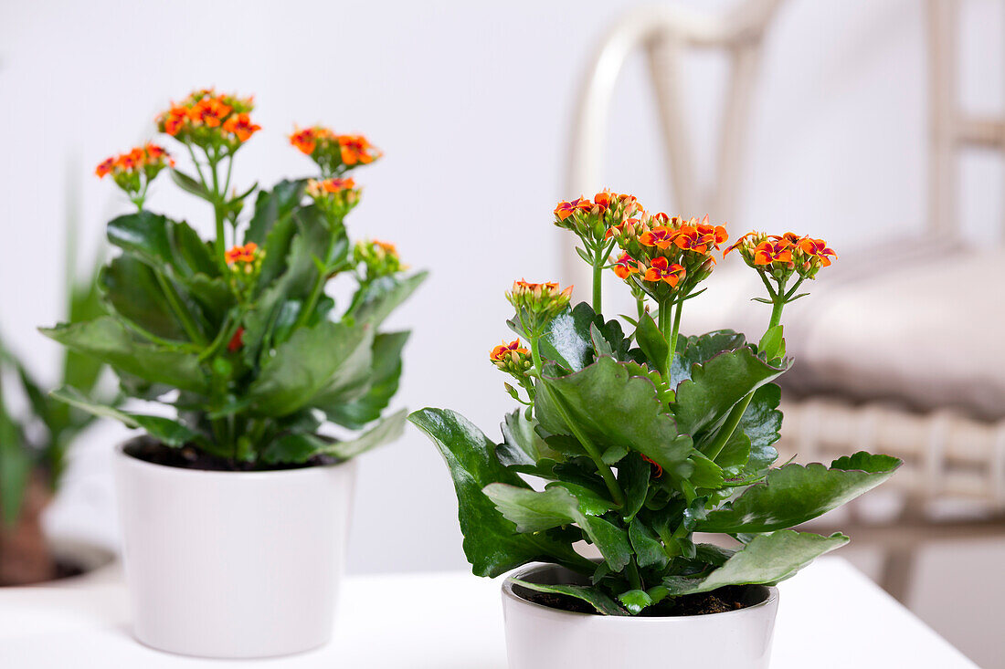 Kalanchoe blossfeldiana, orange