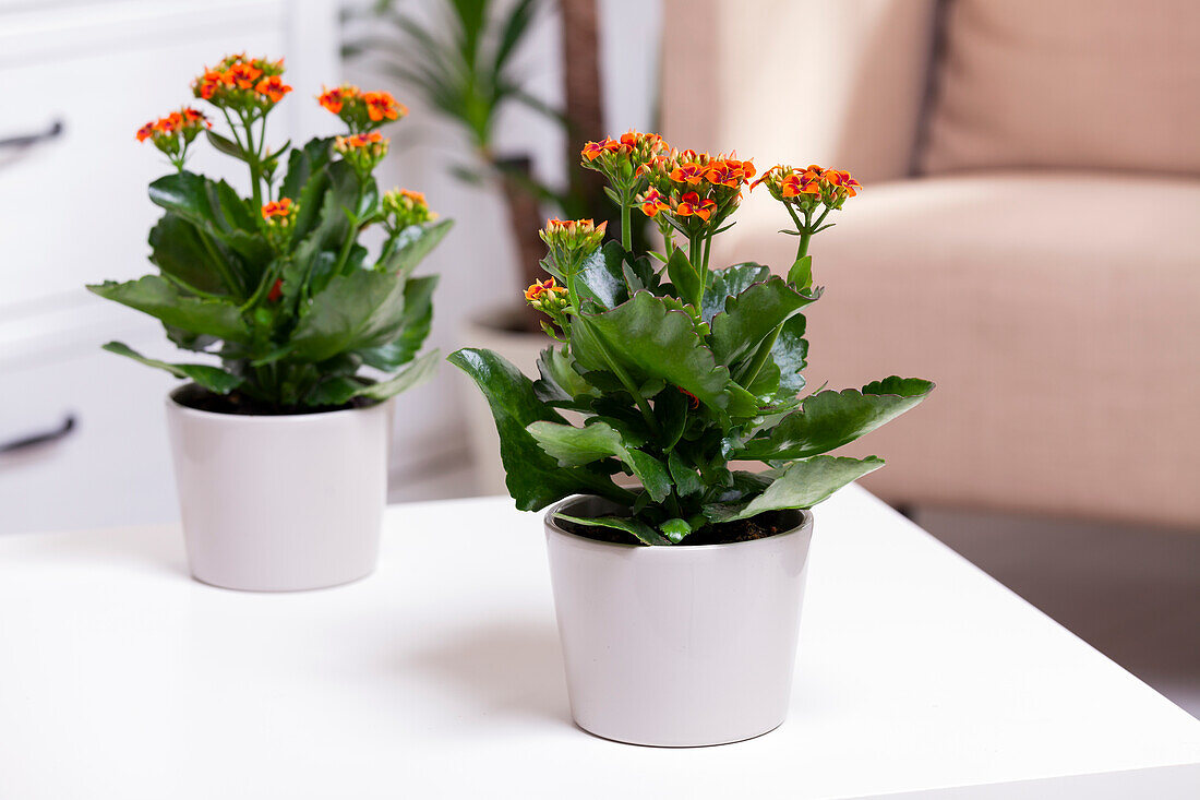 Kalanchoe blossfeldiana, orange