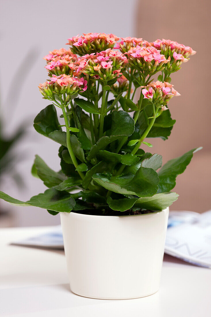 Kalanchoe blossfeldiana, rosa