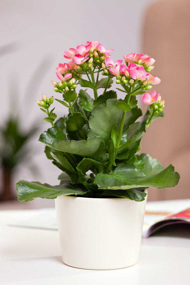 Kalanchoe blossfeldiana