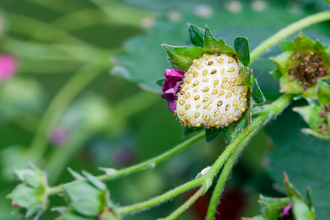 Fragaria x ananassa 'Fragoo® Toscana'