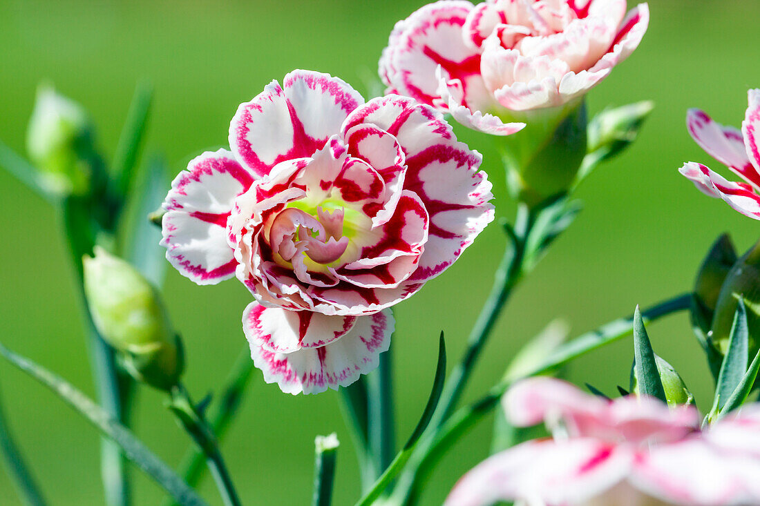 Dianthus 'Capitán'®