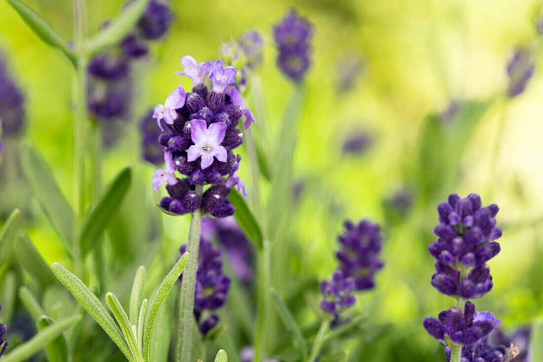 Lavandula angustifolia