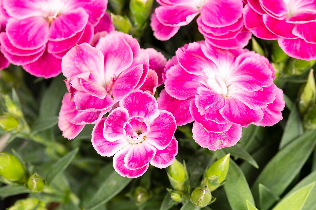 Dianthus caryophyllus 'Peman'