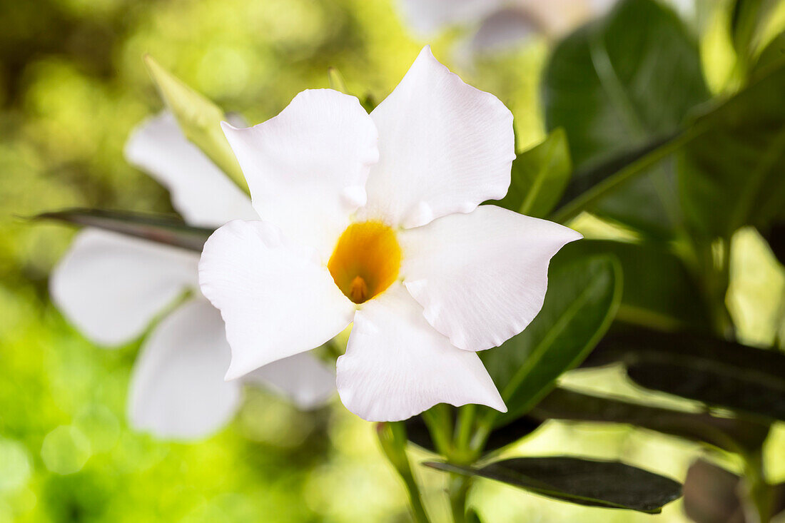 Mandevilla sanderi, white