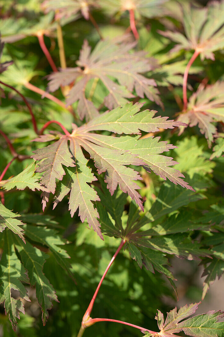 Acer japonicum 'Aconitifolium