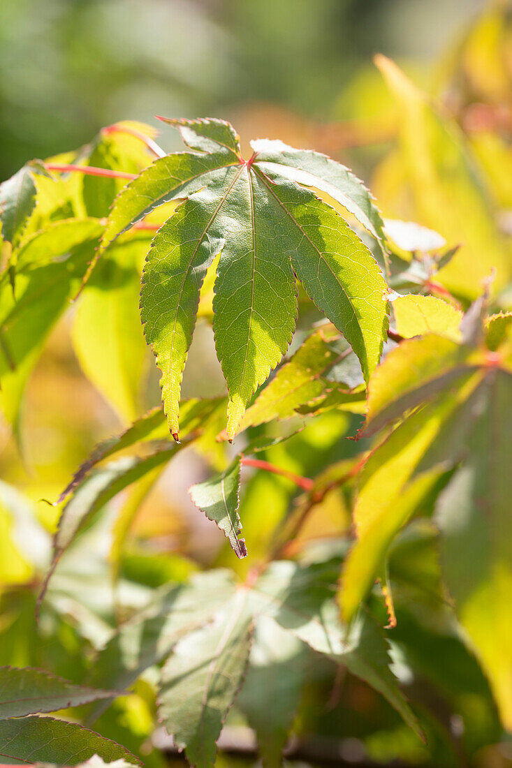 Acer palmatum 'Osakazuki'