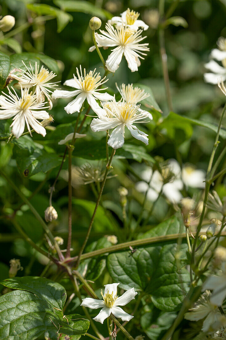 Clematis flammula