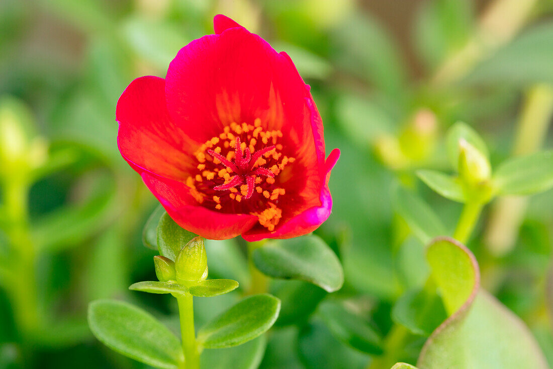 Portulaca oleracea