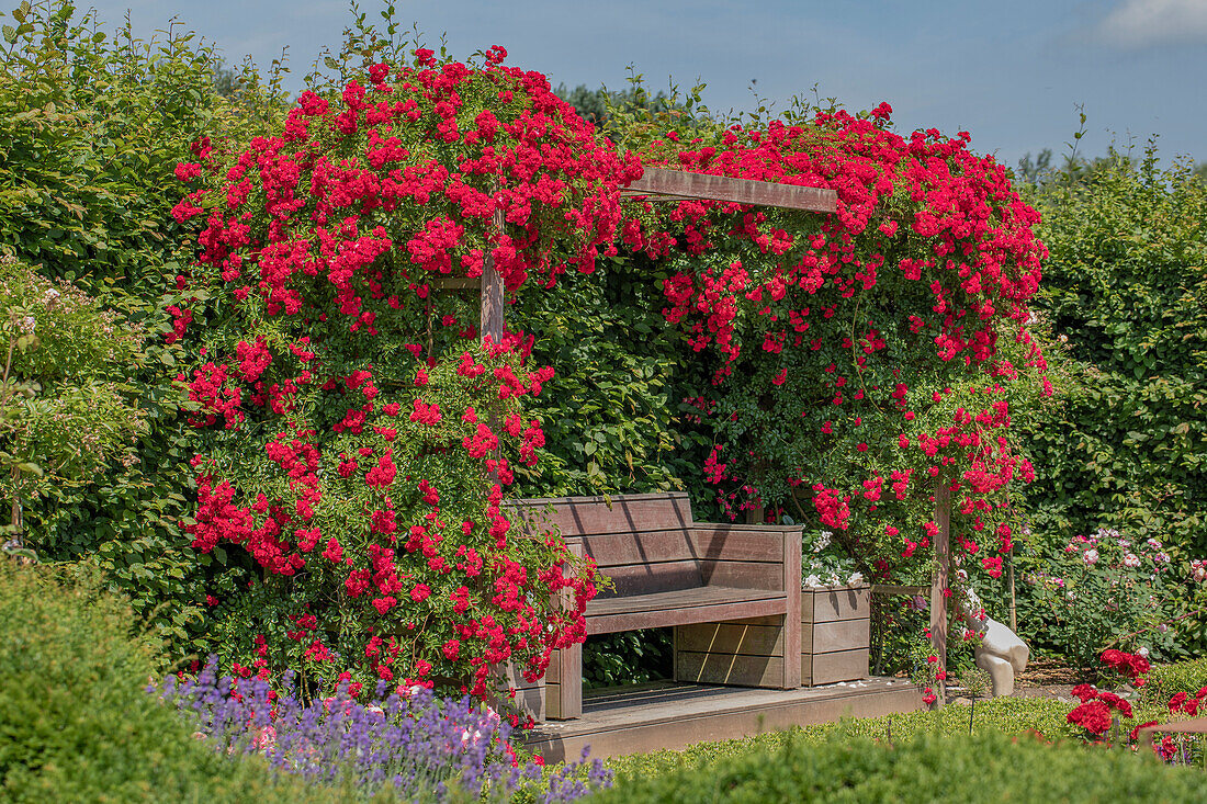 Garden ambience with climbing rose