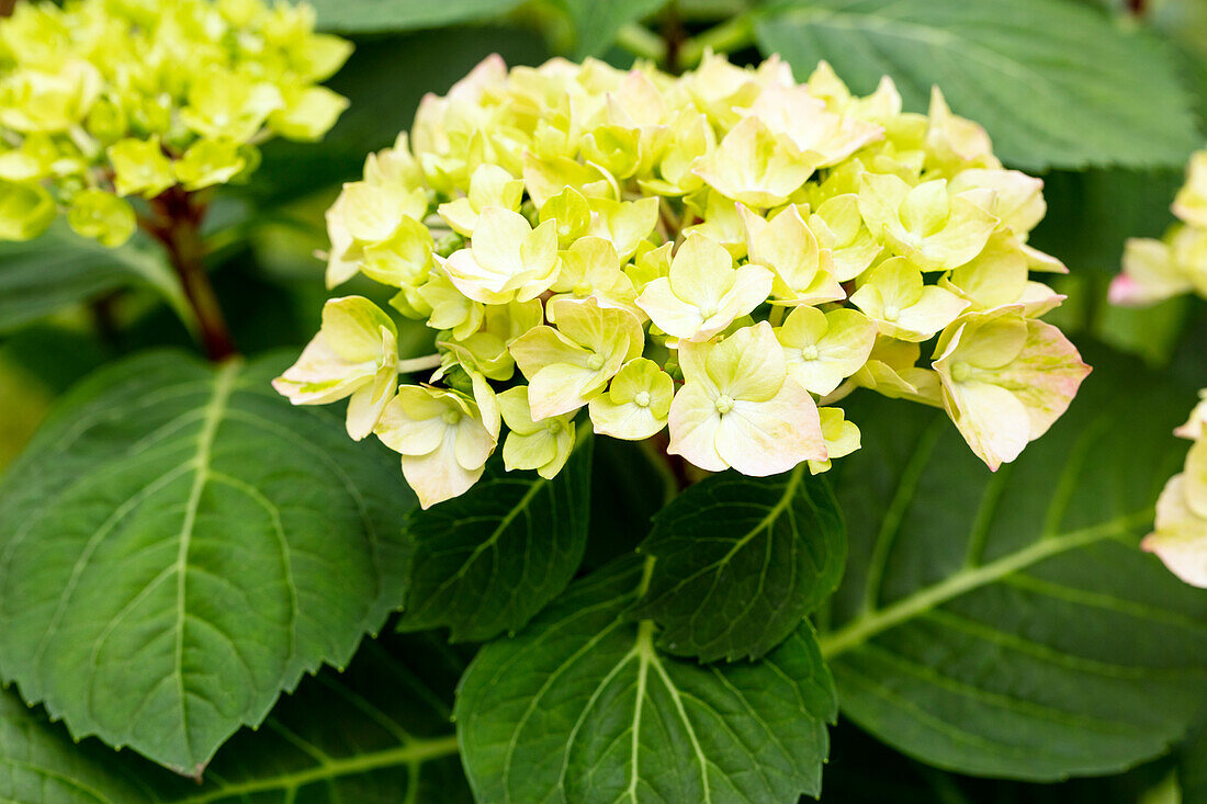 Hydrangea macrophylla 'Diva Fiore'®