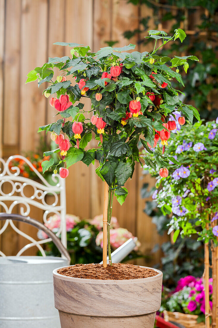 Abutilon megapotamicum, strain