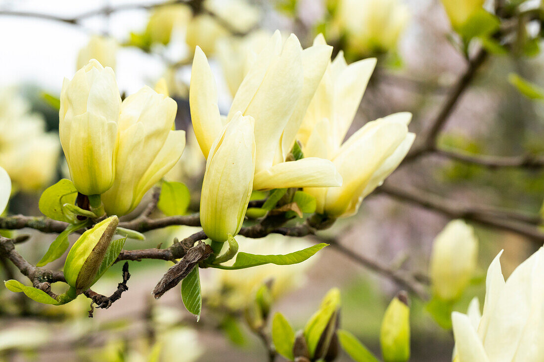 Magnolia, gelb