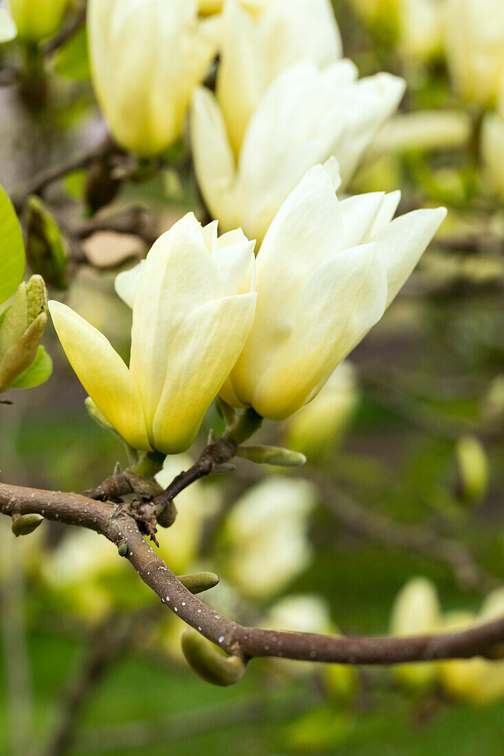 Magnolia, gelb
