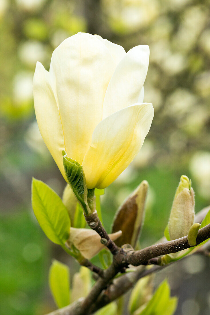 Magnolia, yellow