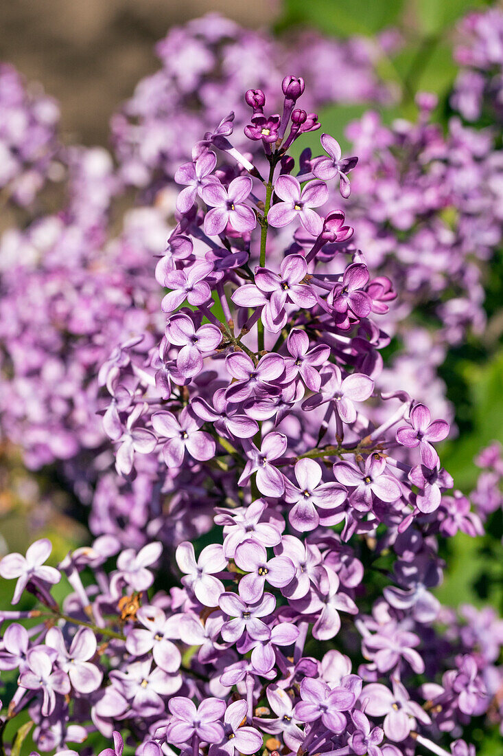 Syringa vulgaris