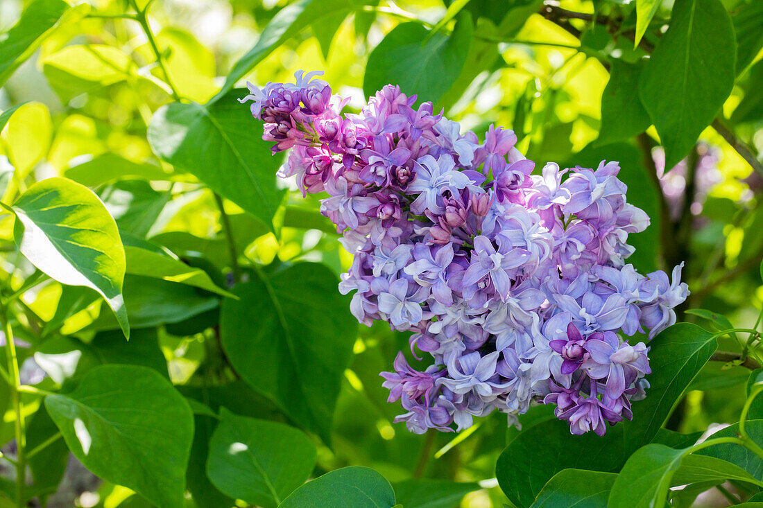 Syringa vulgaris 'Nadeshda