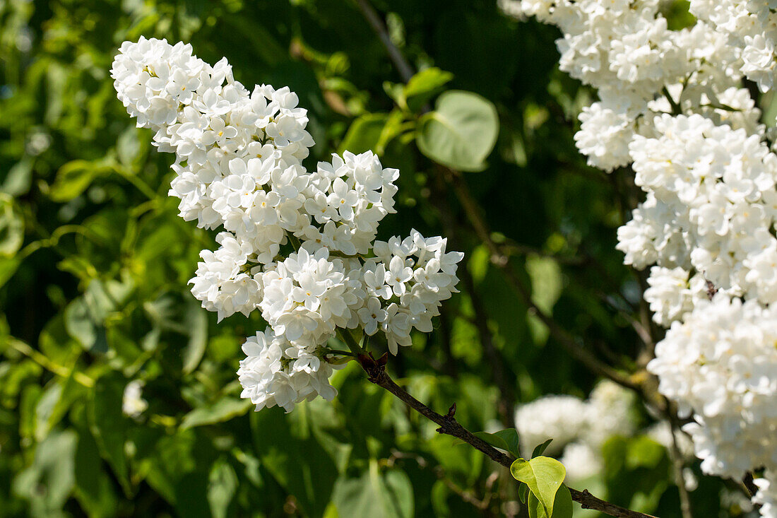 Syringa vulgaris 'Mme Lemoine'