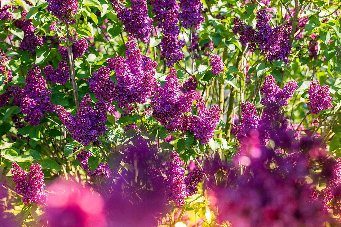 Syringa vulgaris 'Andenken an Ludwig Späth'