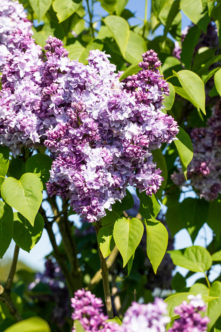 Syringa vulgaris 'Nadeshda'