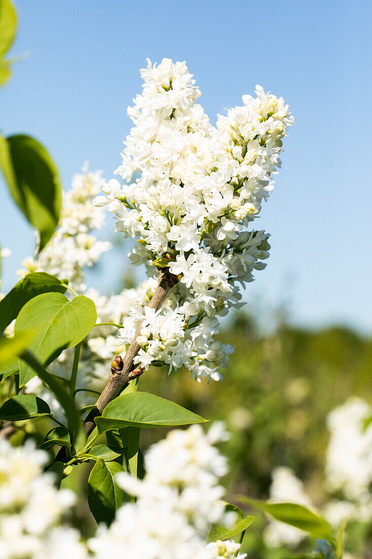 Syringa vulgaris Mme Lemoine