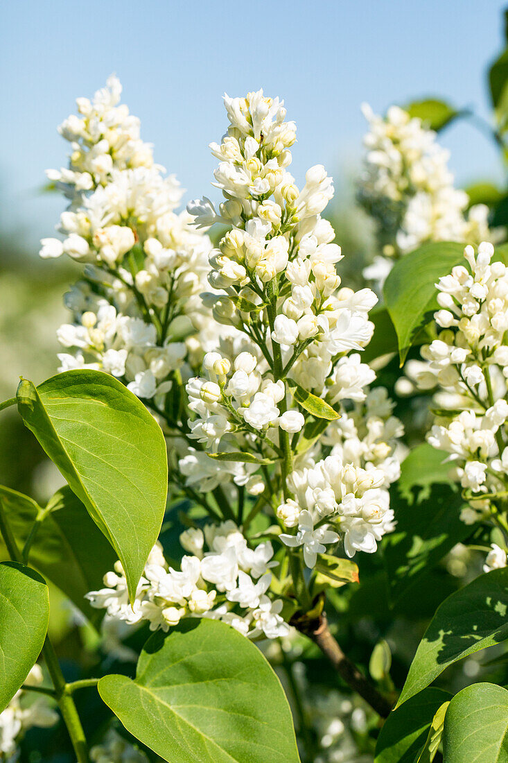 Syringa vulgaris 'Mme Lemoine'