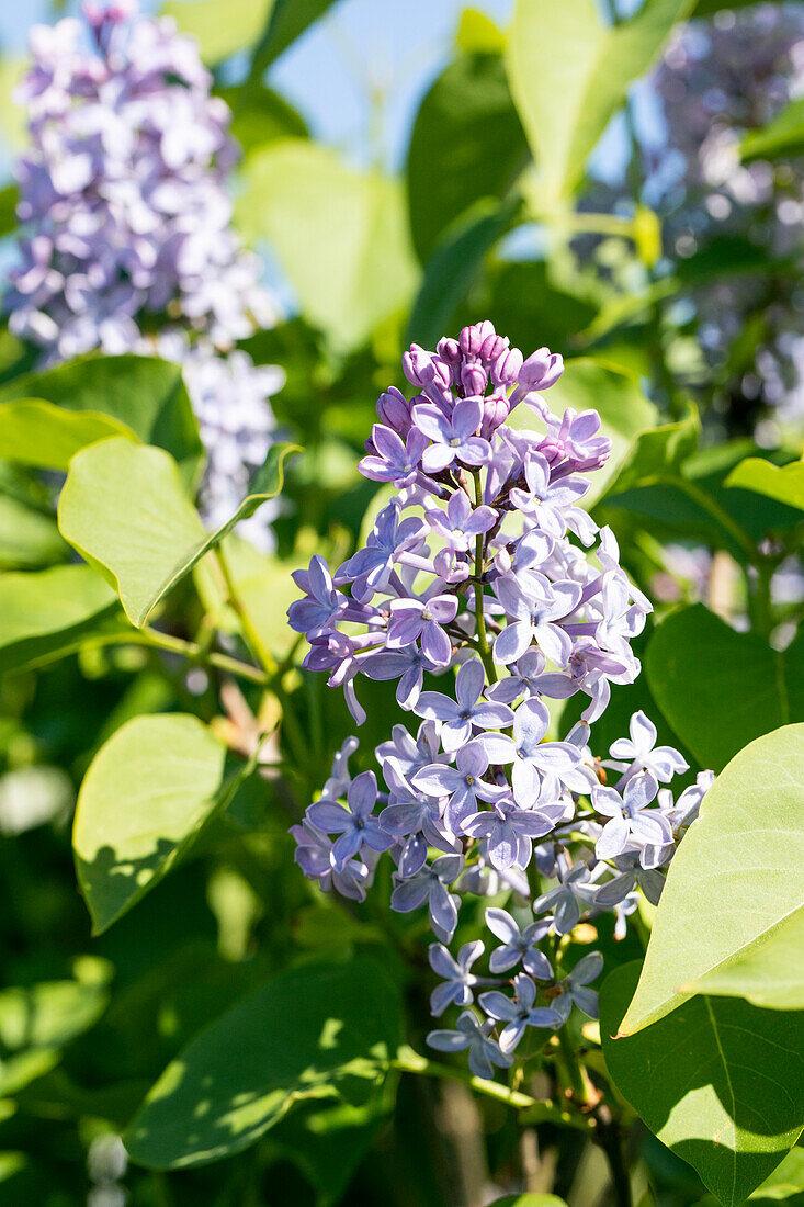 Syringa vulgaris 'President Lincoln'