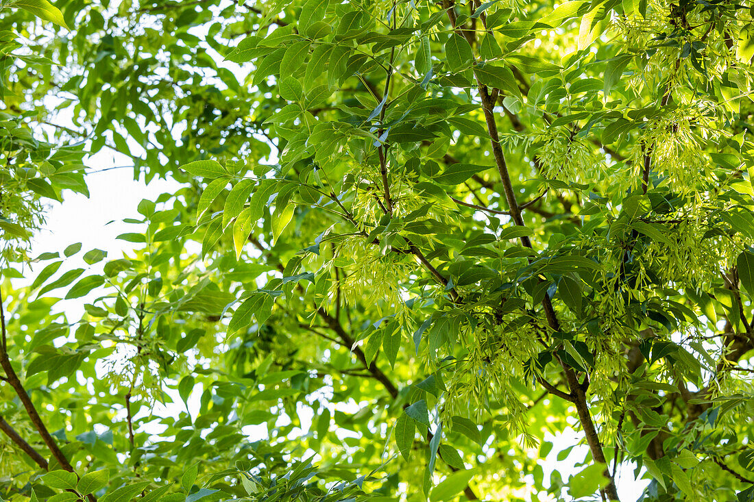 Fraxinus americana