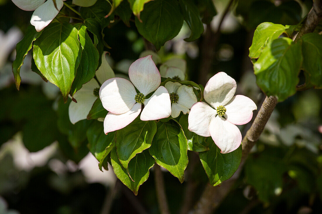 Cornus kousa