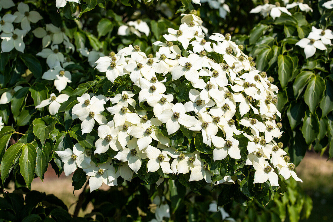 Cornus kousa