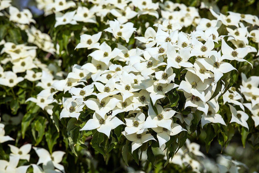 Cornus kousa chinensis China Girl