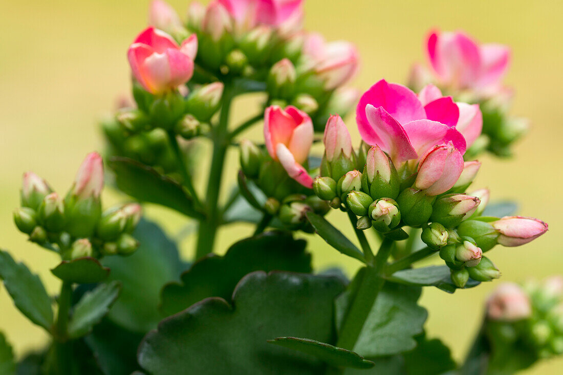 Kalanchoe blossfeldiana pink