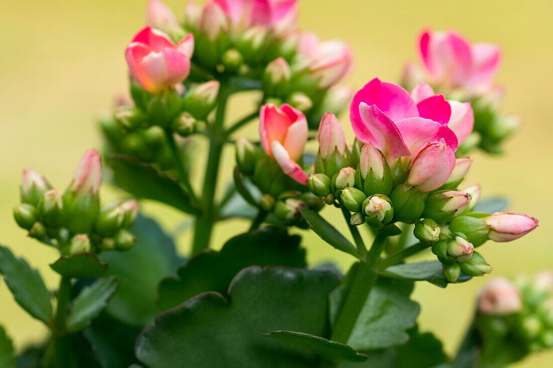 Kalanchoe blossfeldiana, rosa