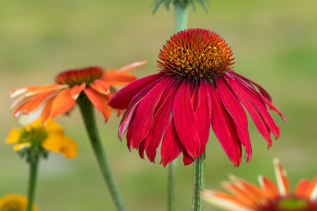 Echinacea purpurea, red