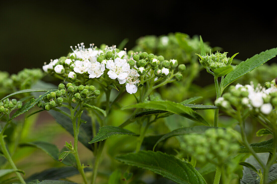 Spiraea japonica