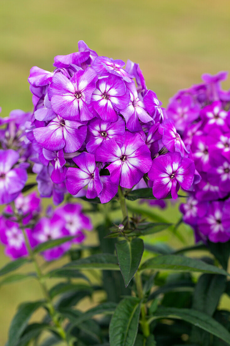 Phlox paniculata, purple-white