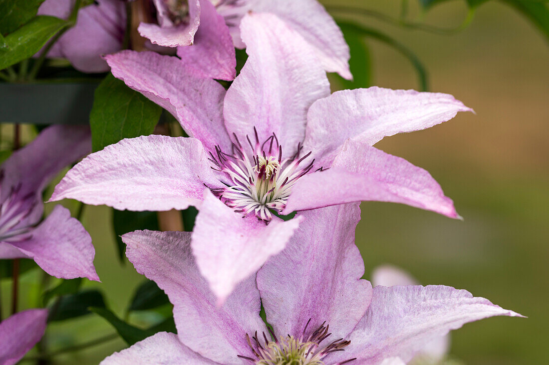 Clematis