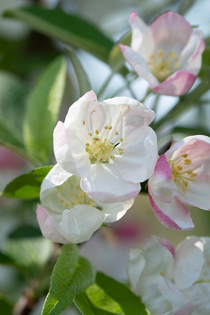 Malus 'Evereste'®