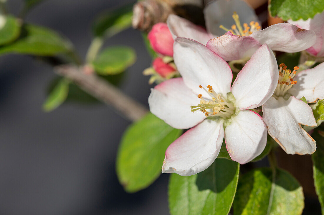 Malus domestica 'Golden Parmaine