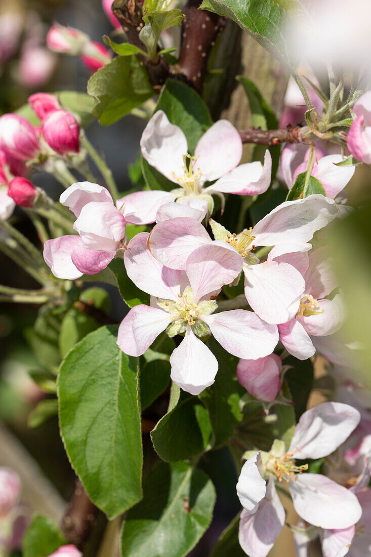 Malus domestica 'Royal Gala'