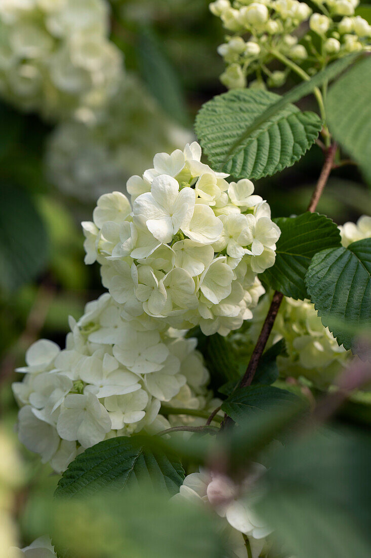 Viburnum plicatum Popcorn